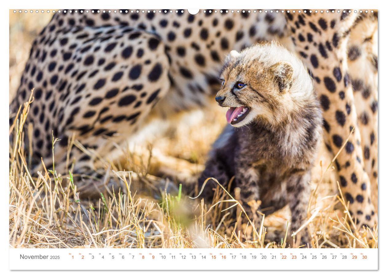 Bild: 9783435291458 | Safari Kenia (Wandkalender 2025 DIN A2 quer), CALVENDO Monatskalender