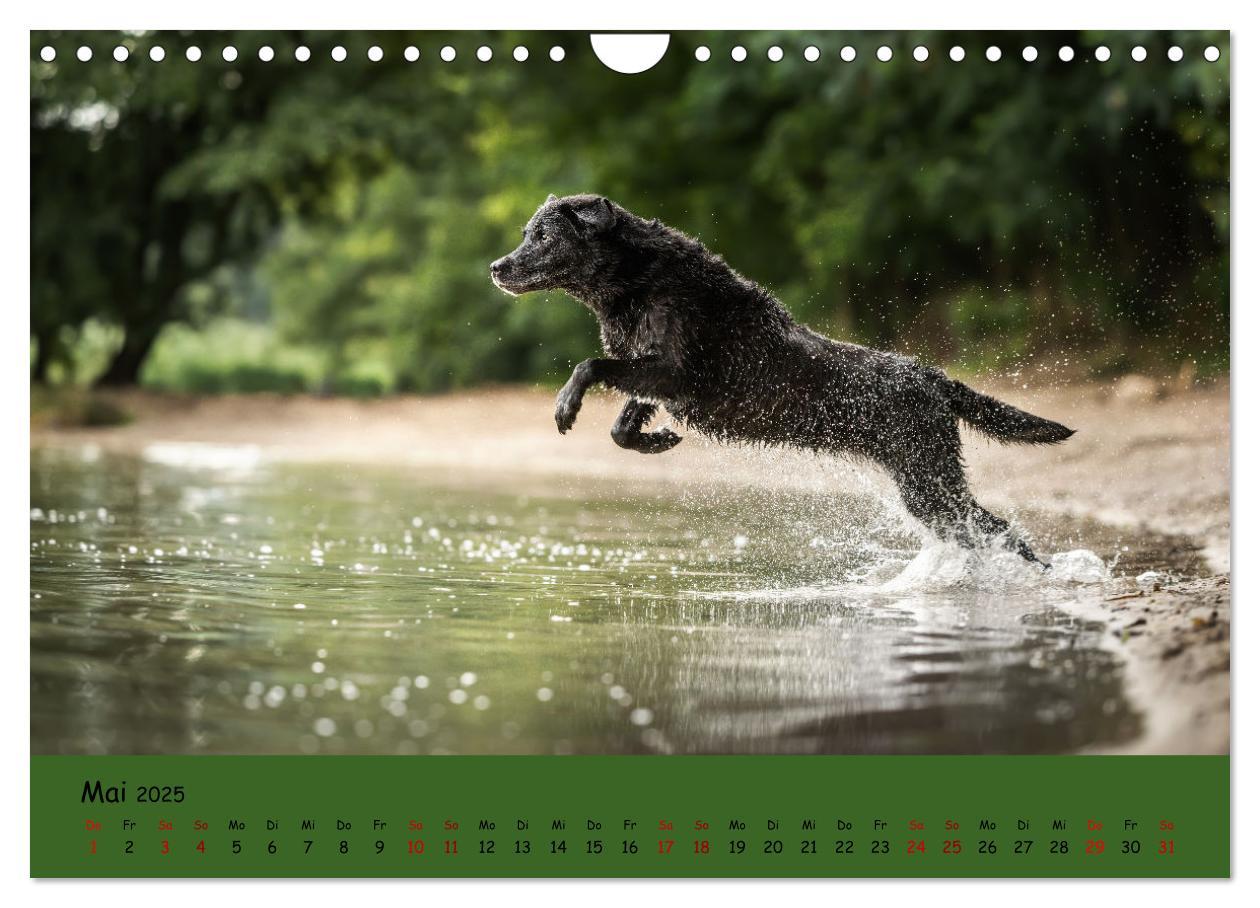 Bild: 9783383960611 | Labrador Retriever - Vielfalt auf Vier Pfoten (Wandkalender 2025...