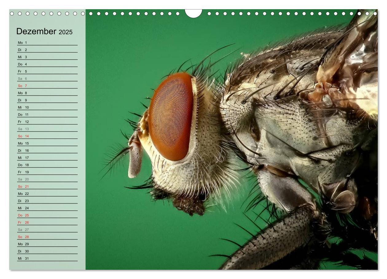 Bild: 9783435488971 | Die geheimnisvolle Welt der Insekten (Wandkalender 2025 DIN A3...