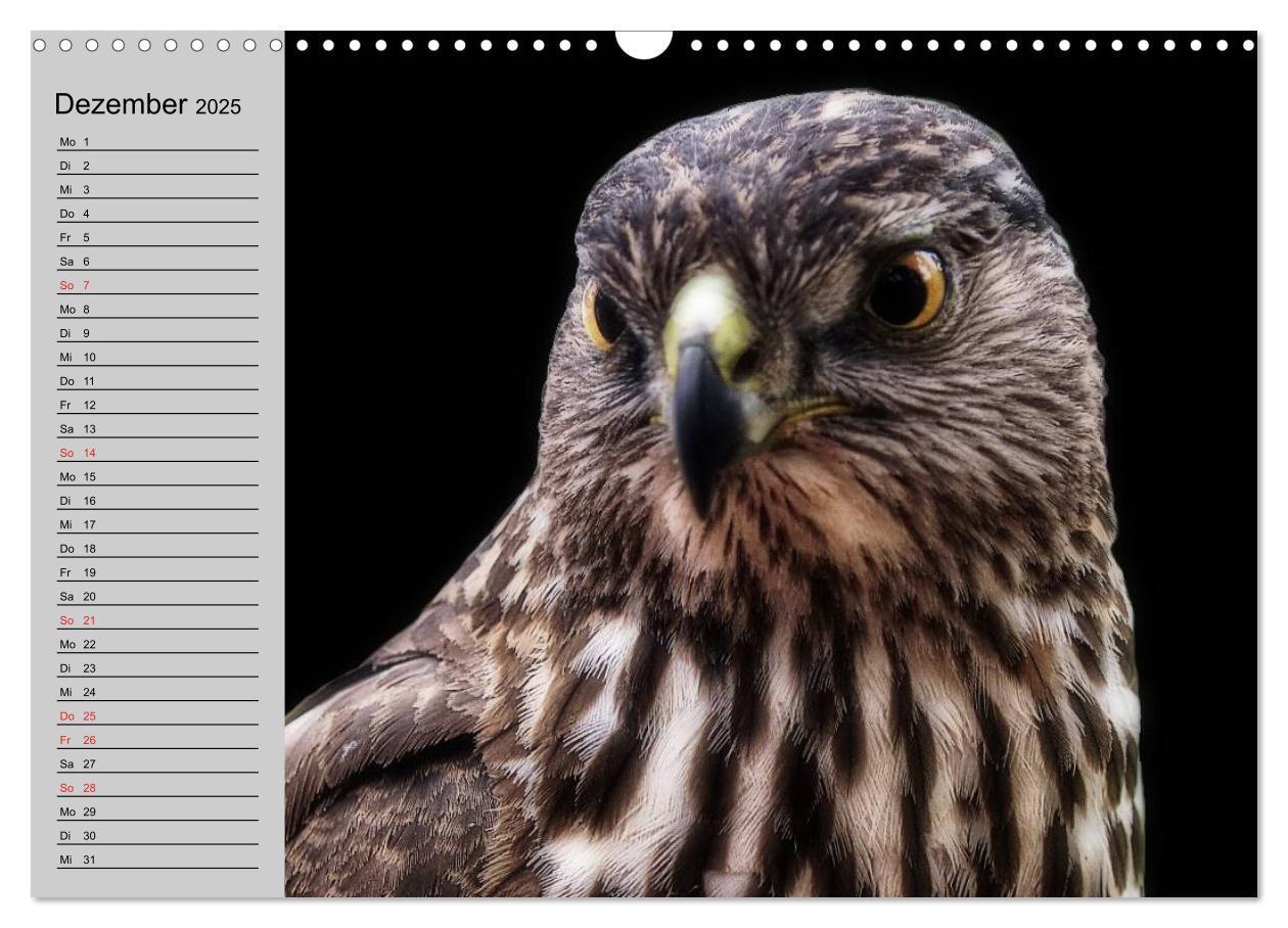 Bild: 9783435549085 | Falken und Greifvögel - Edle Jäger (Wandkalender 2025 DIN A3 quer),...