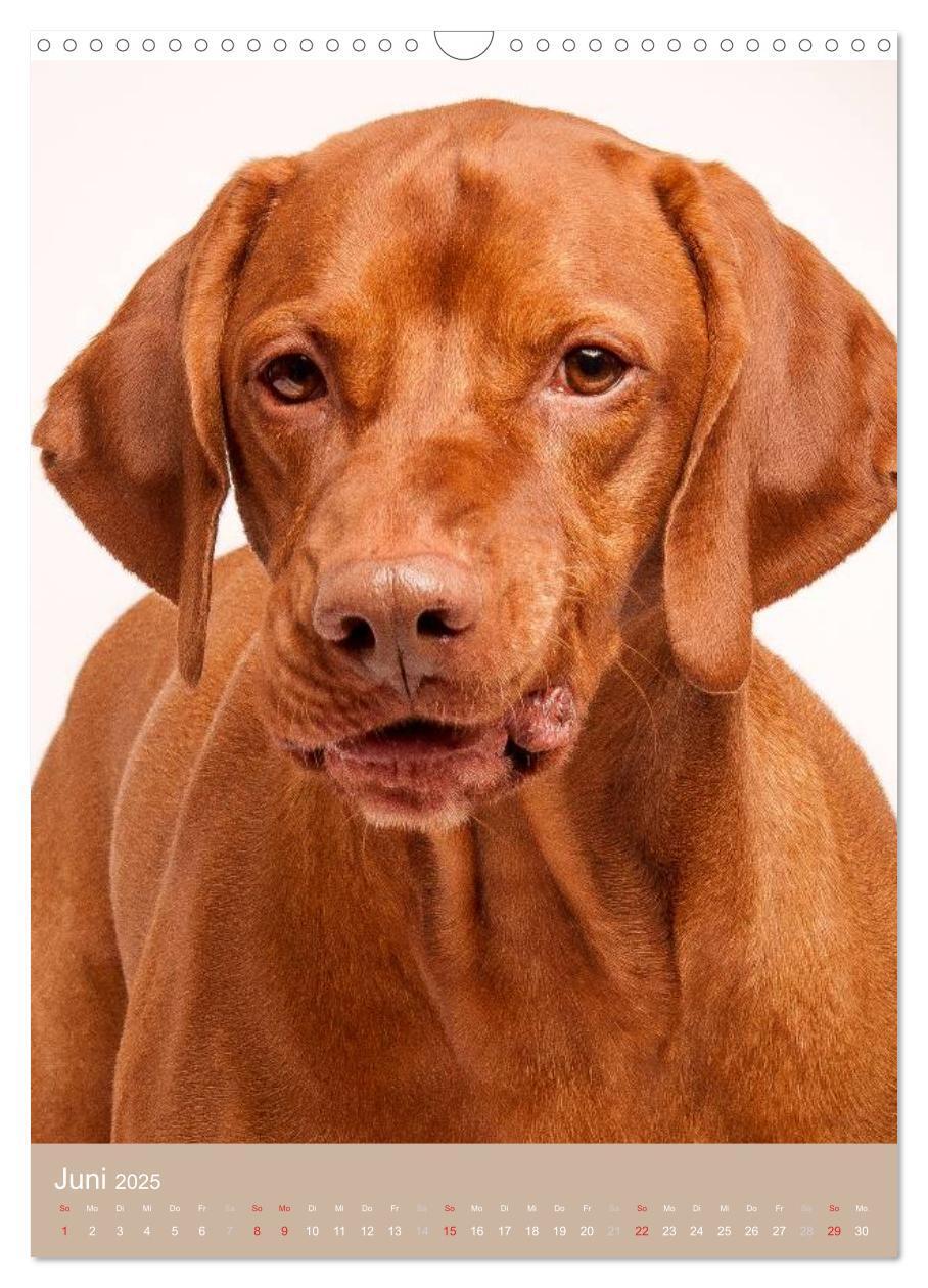 Bild: 9783457015742 | Magyar Vizsla im Portrait (Wandkalender 2025 DIN A3 hoch), CALVENDO...