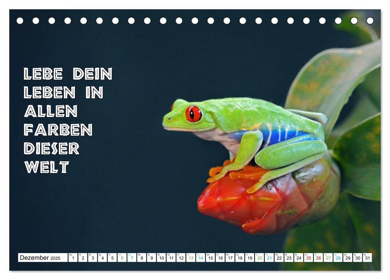 Bild: 9783383916014 | Frosch quakt Sprüche (Tischkalender 2025 DIN A5 quer), CALVENDO...