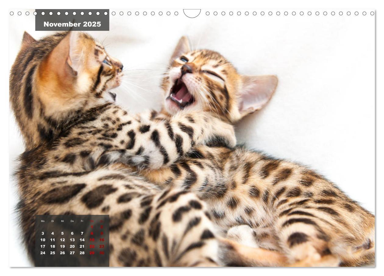 Bild: 9783435408689 | Bengal Kätzchen (Wandkalender 2025 DIN A3 quer), CALVENDO...