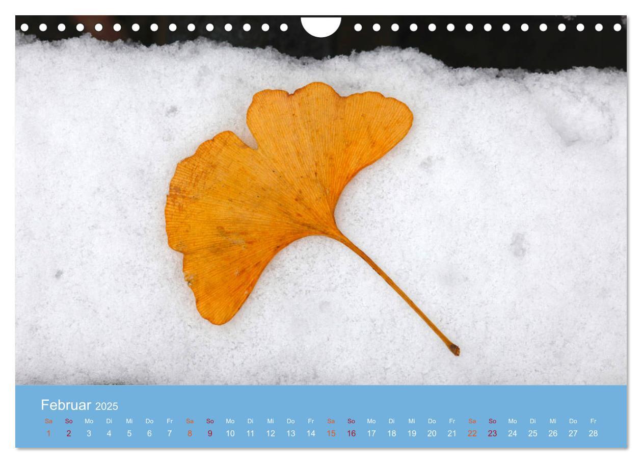 Bild: 9783435304981 | Geliebter Ginkgo (Wandkalender 2025 DIN A4 quer), CALVENDO...