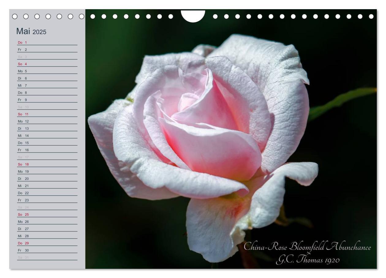 Bild: 9783435578344 | Kurfürstliche Rosen Eltville am Rhein (Wandkalender 2025 DIN A4...