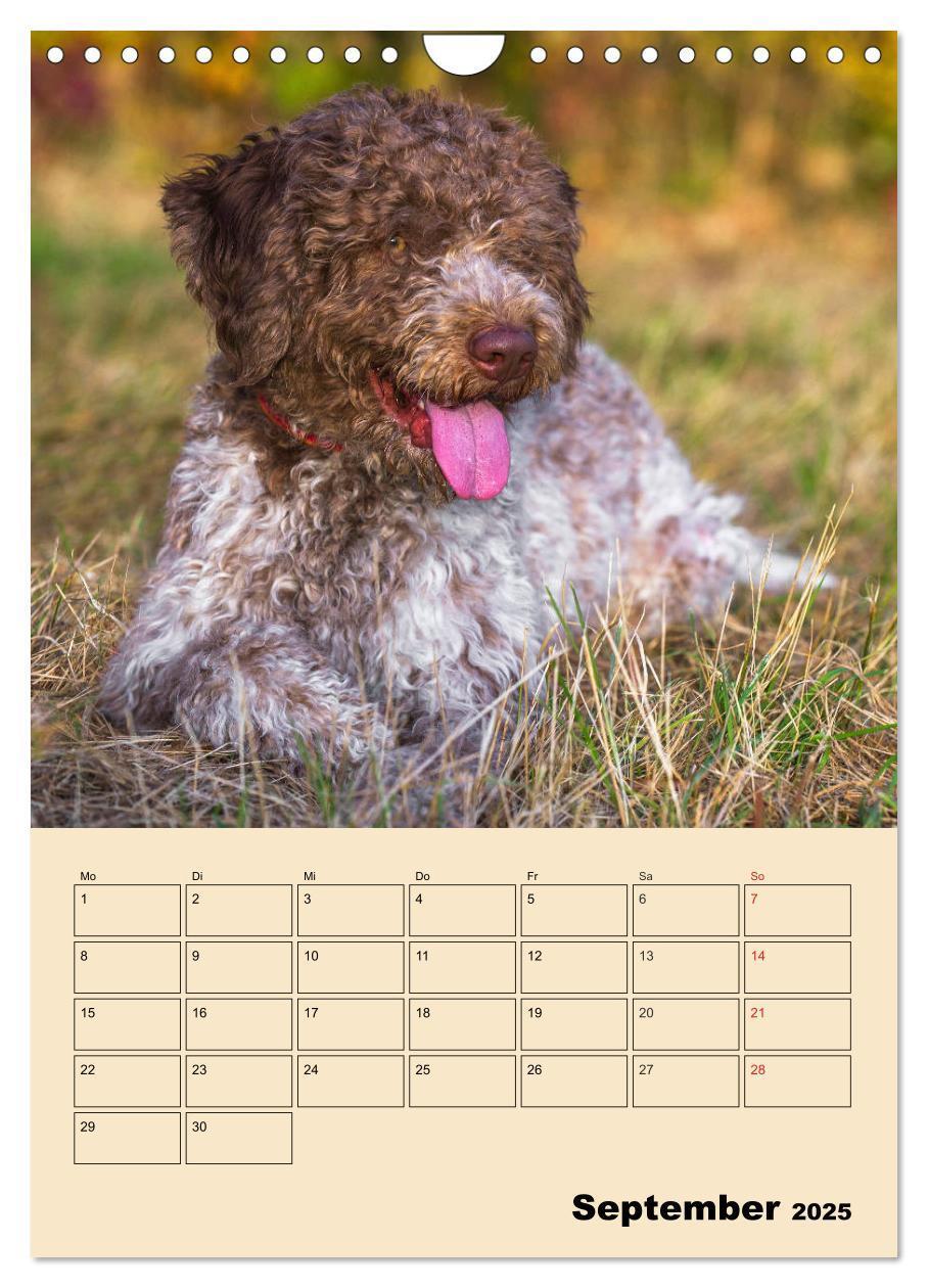 Bild: 9783435959495 | Jahresplaner Lagotto Romagnolo (Wandkalender 2025 DIN A4 hoch),...