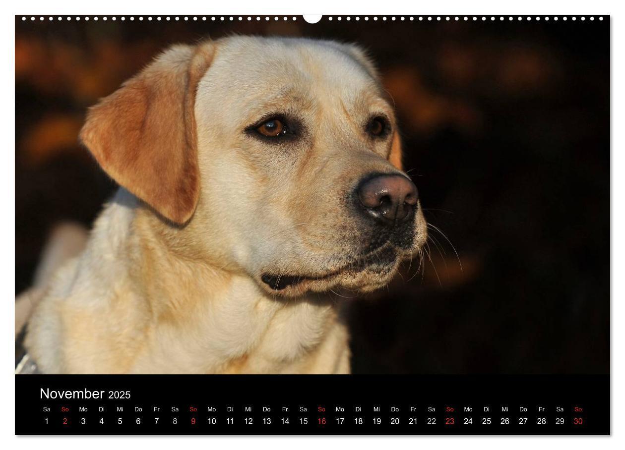 Bild: 9783435760909 | Labrador Retriever 2025 (Wandkalender 2025 DIN A2 quer), CALVENDO...