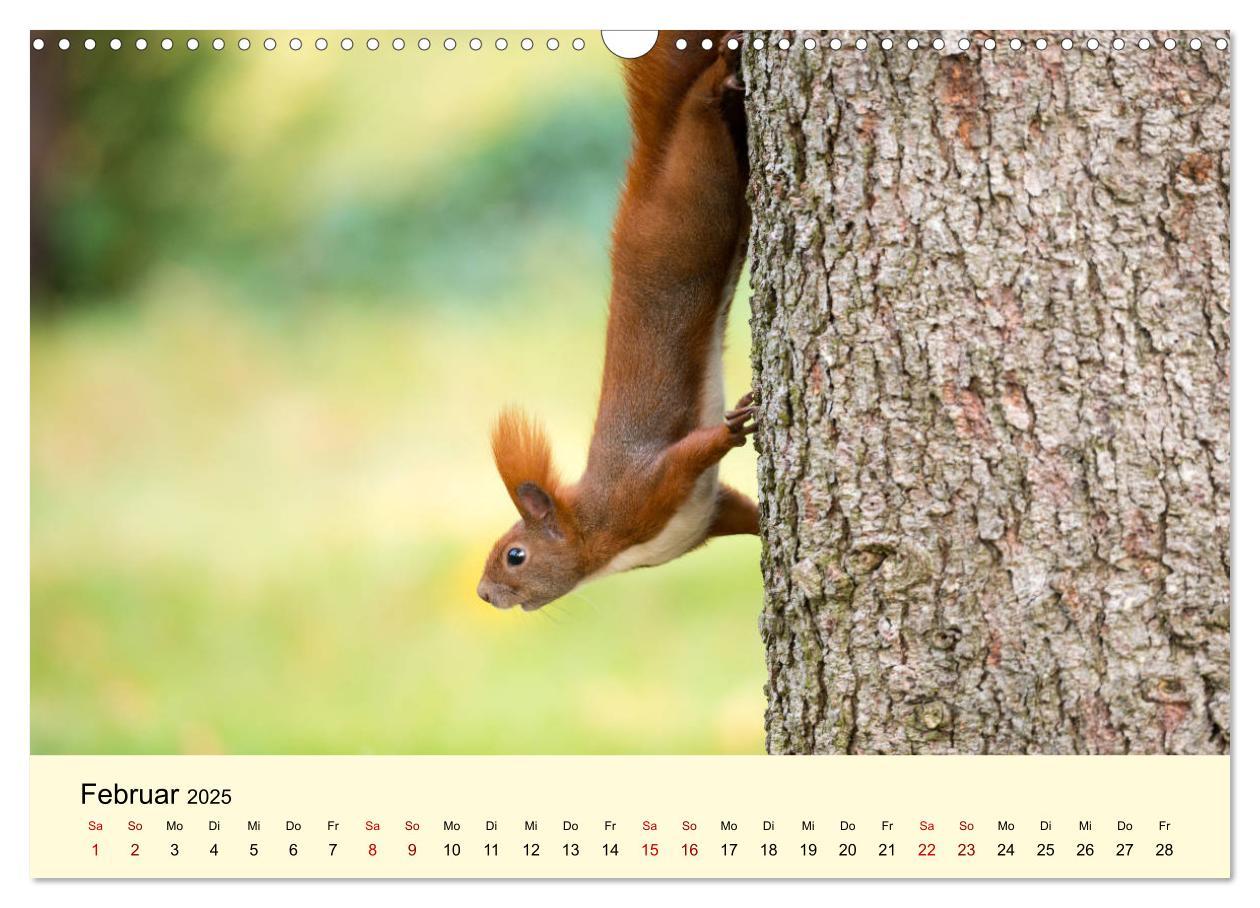 Bild: 9783435174492 | Eichhörnchen in Berlin (Wandkalender 2025 DIN A3 quer), CALVENDO...