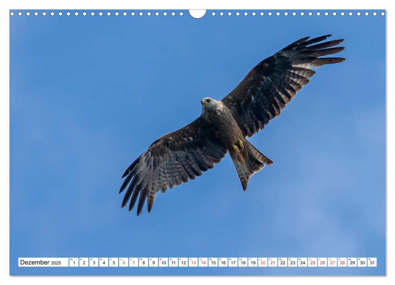 Bild: 9783435111176 | Heimische GREIFVÖGEL Adler Milan Bussard Weihe Sperber...