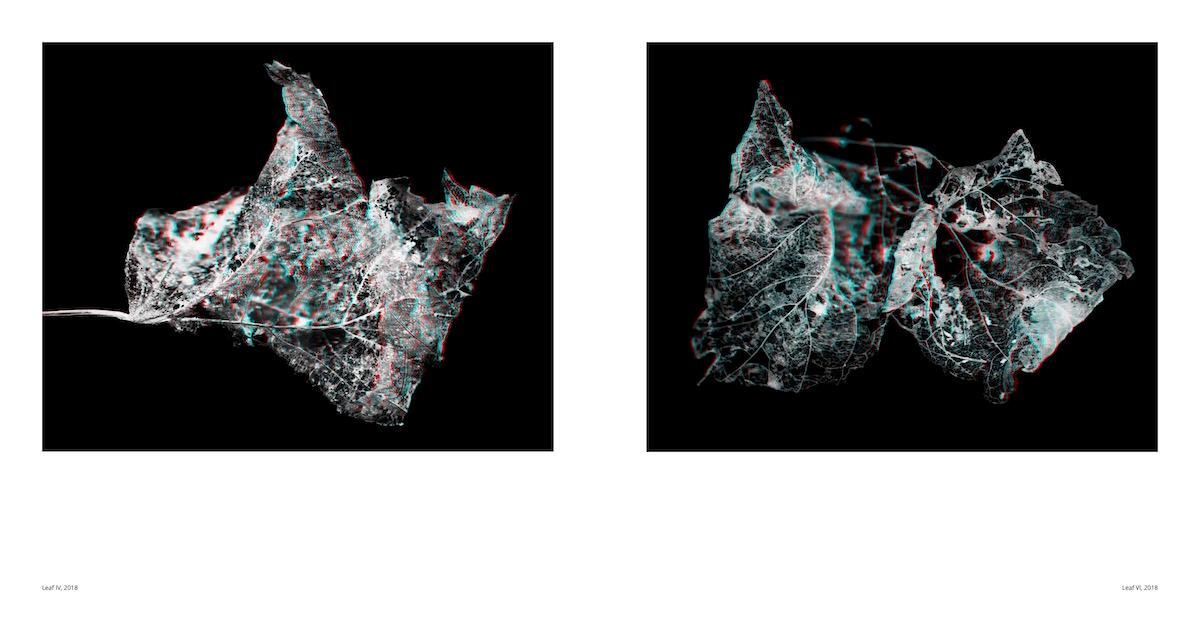 Bild: 9783775753821 | Sebastian Cramer: Two Views on Plants | Wendebuch mit zwei 3D-Brillen