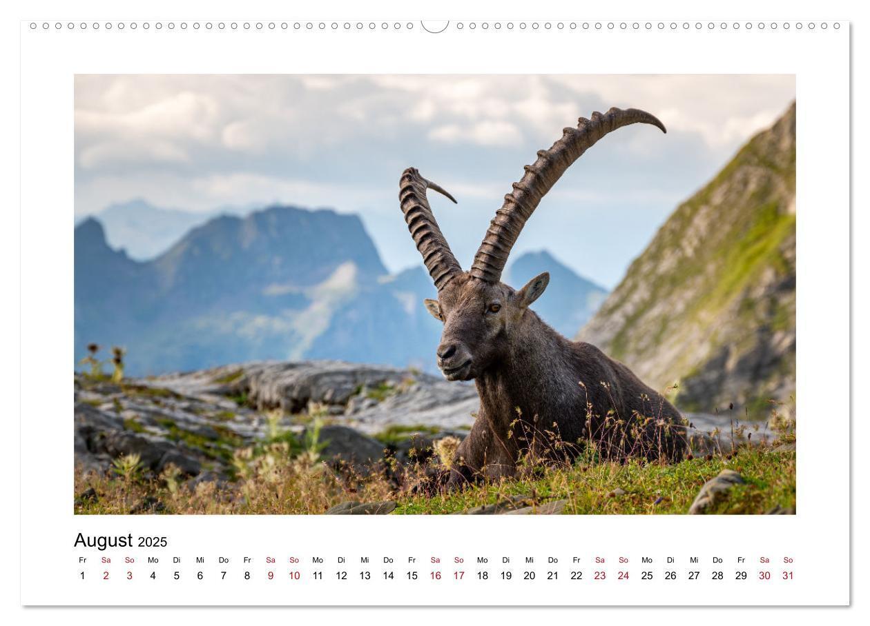 Bild: 9783383907562 | Steinböcke - Die Könige der Alpen (Wandkalender 2025 DIN A2 quer),...