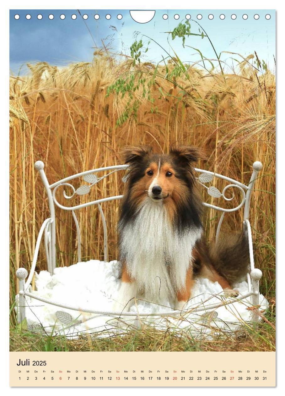 Bild: 9783457041130 | Mit Shelties durchs Jahr (Wandkalender 2025 DIN A4 hoch), CALVENDO...