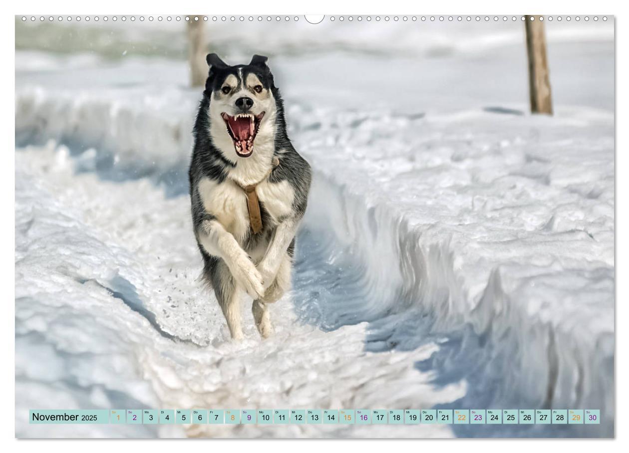 Bild: 9783435143856 | Huskies - Tolle Gefährten (Wandkalender 2025 DIN A2 quer), CALVENDO...