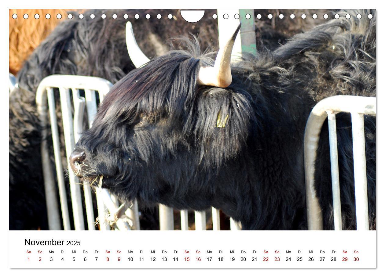 Bild: 9783435013999 | Die Schottischen Hochlandrinder und ihr Nachwuchs (Wandkalender...