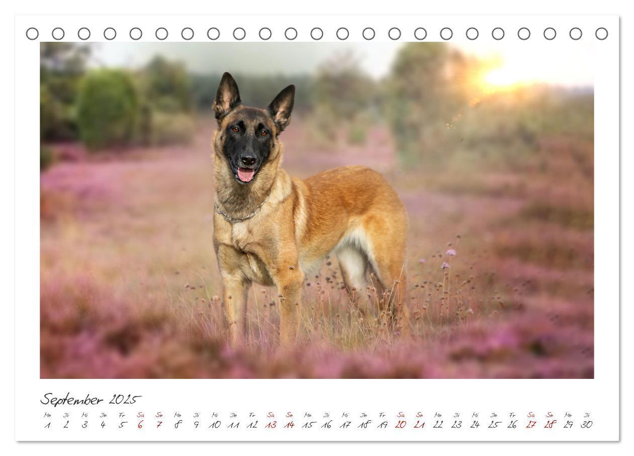 Bild: 9783383798450 | Mit dem Malinois durch das Jahr (Tischkalender 2025 DIN A5 quer),...