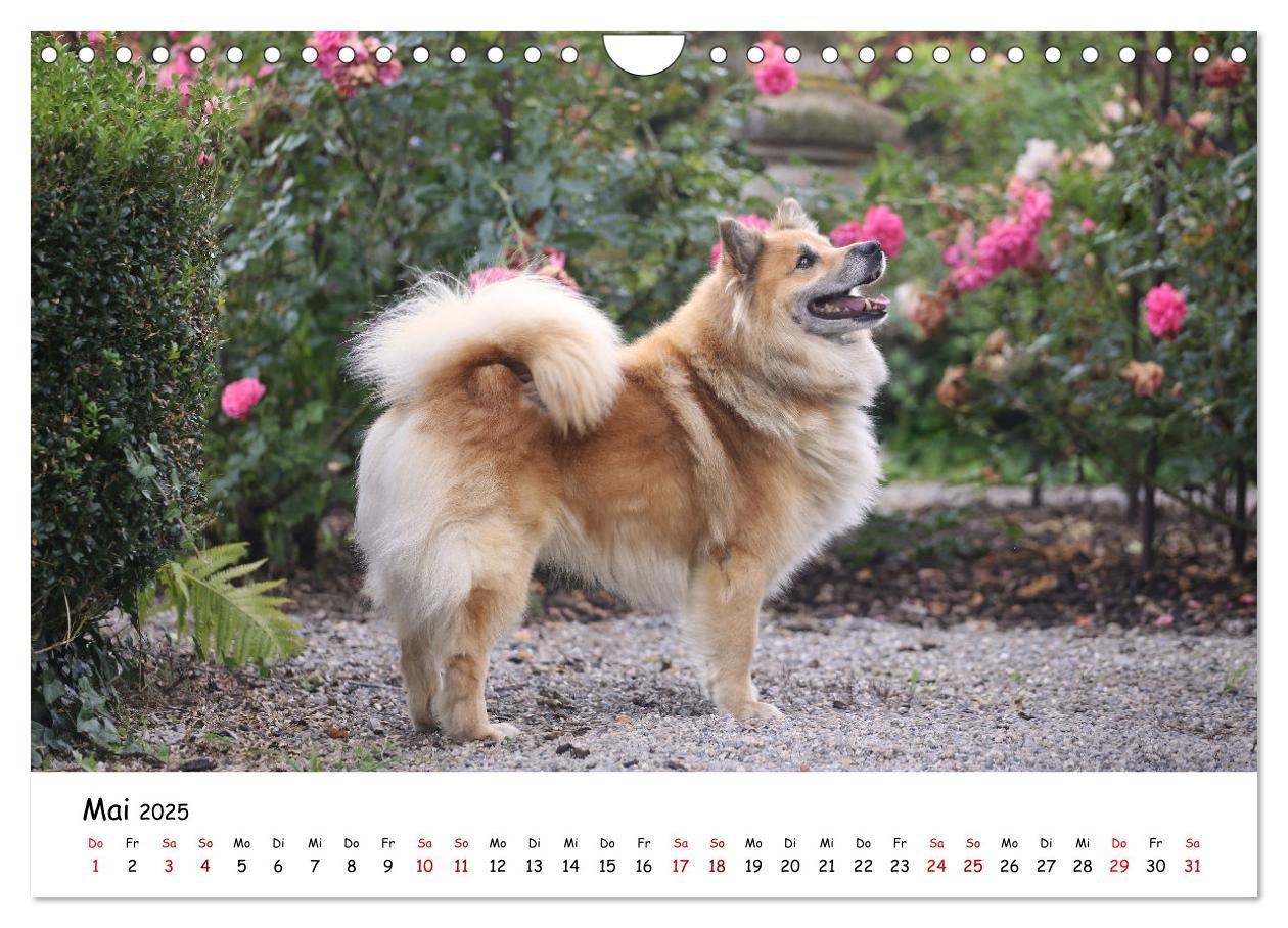 Bild: 9783383973161 | Islandhunde (Wandkalender 2025 DIN A4 quer), CALVENDO Monatskalender