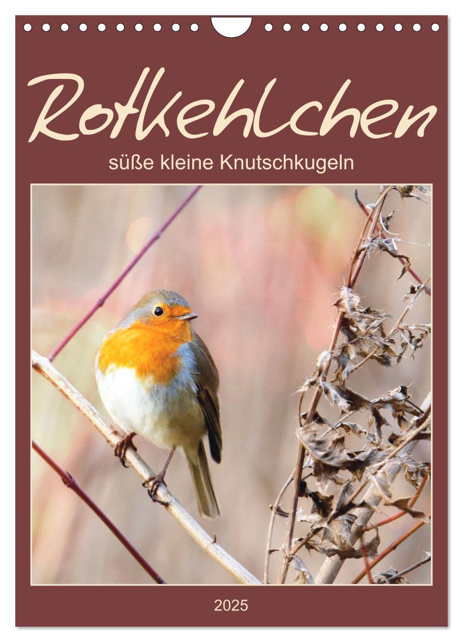 Cover: 9783435929955 | Rotkehlchen, süße kleine Knutschkugeln (Wandkalender 2025 DIN A4...