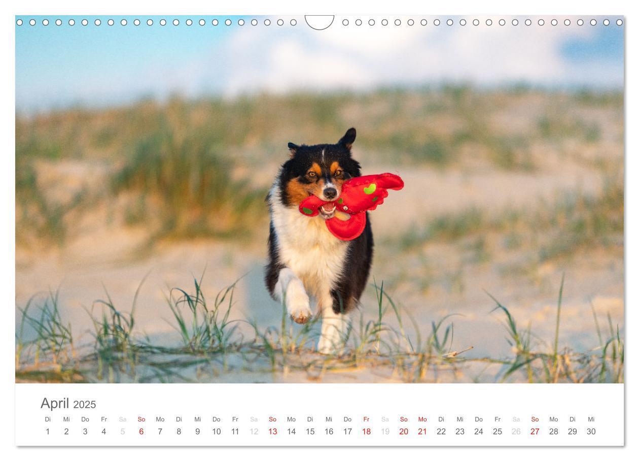 Bild: 9783435672639 | Australian Shepherd 2025 (Wandkalender 2025 DIN A3 quer), CALVENDO...