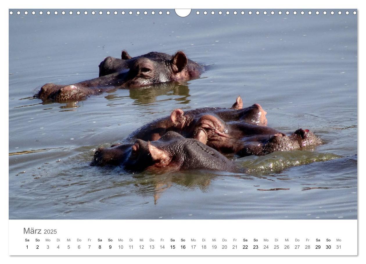 Bild: 9783435268139 | Afrika - Tiere im Krüger Nationalpark (Wandkalender 2025 DIN A3...