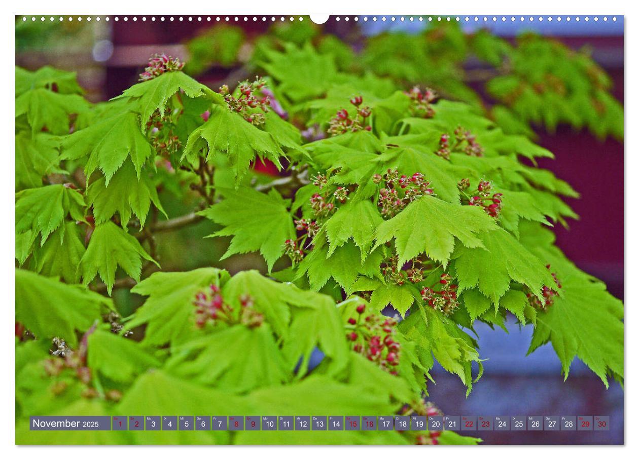 Bild: 9783435324279 | Japanischer Garten Leverkusen (Wandkalender 2025 DIN A2 quer),...