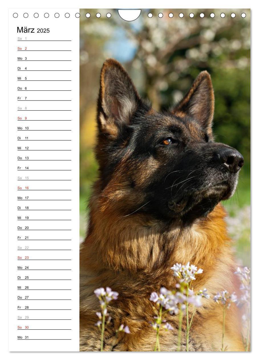 Bild: 9783457008874 | Deutscher Schäferhund - unser bester Freund (Wandkalender 2025 DIN...