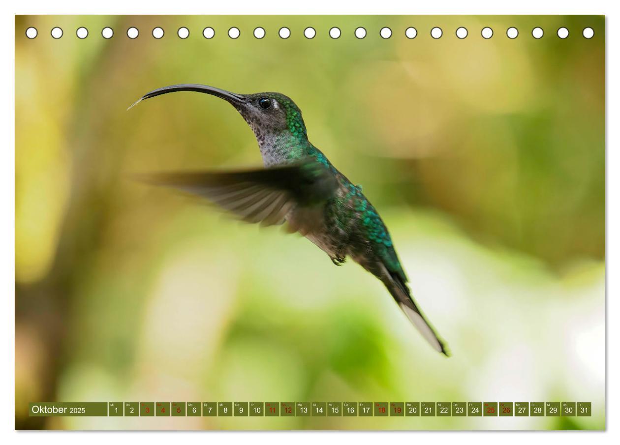 Bild: 9783383887109 | Zauberhafte Kolibris in Costa Rica (Tischkalender 2025 DIN A5...