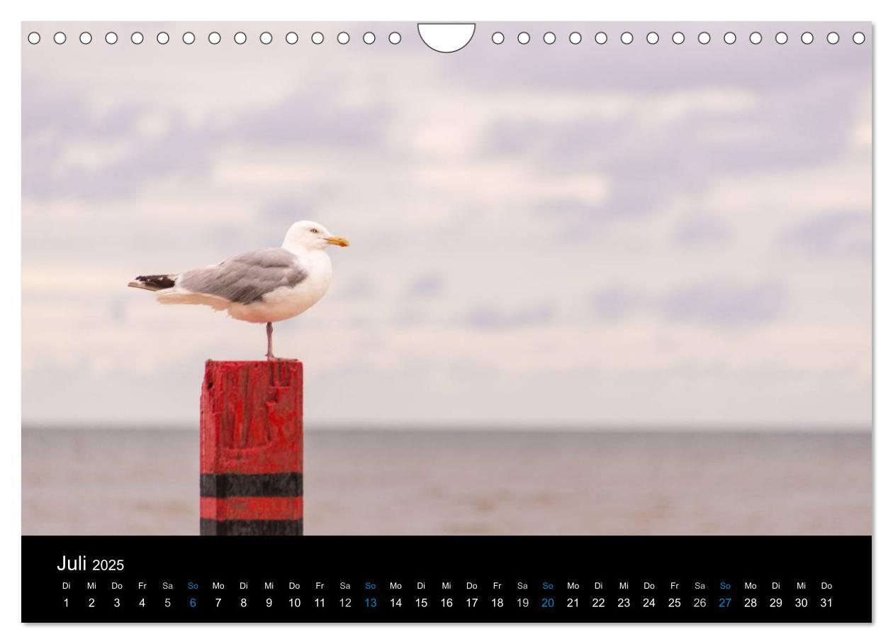 Bild: 9783435475629 | Grüße aus Texel (Wandkalender 2025 DIN A4 quer), CALVENDO...