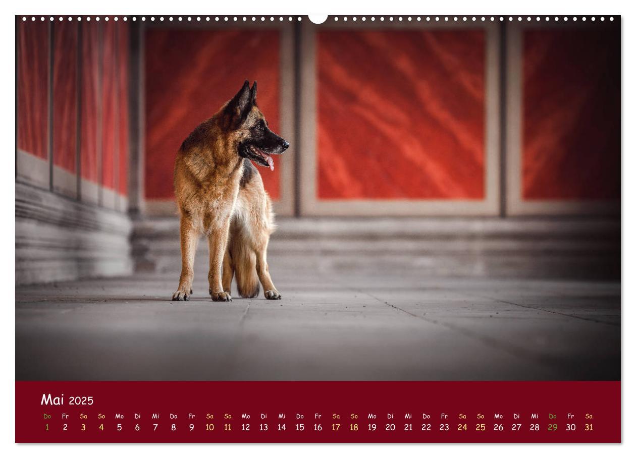 Bild: 9783435350315 | Schäferhunde und Ihre Vielfalt (Wandkalender 2025 DIN A2 quer),...