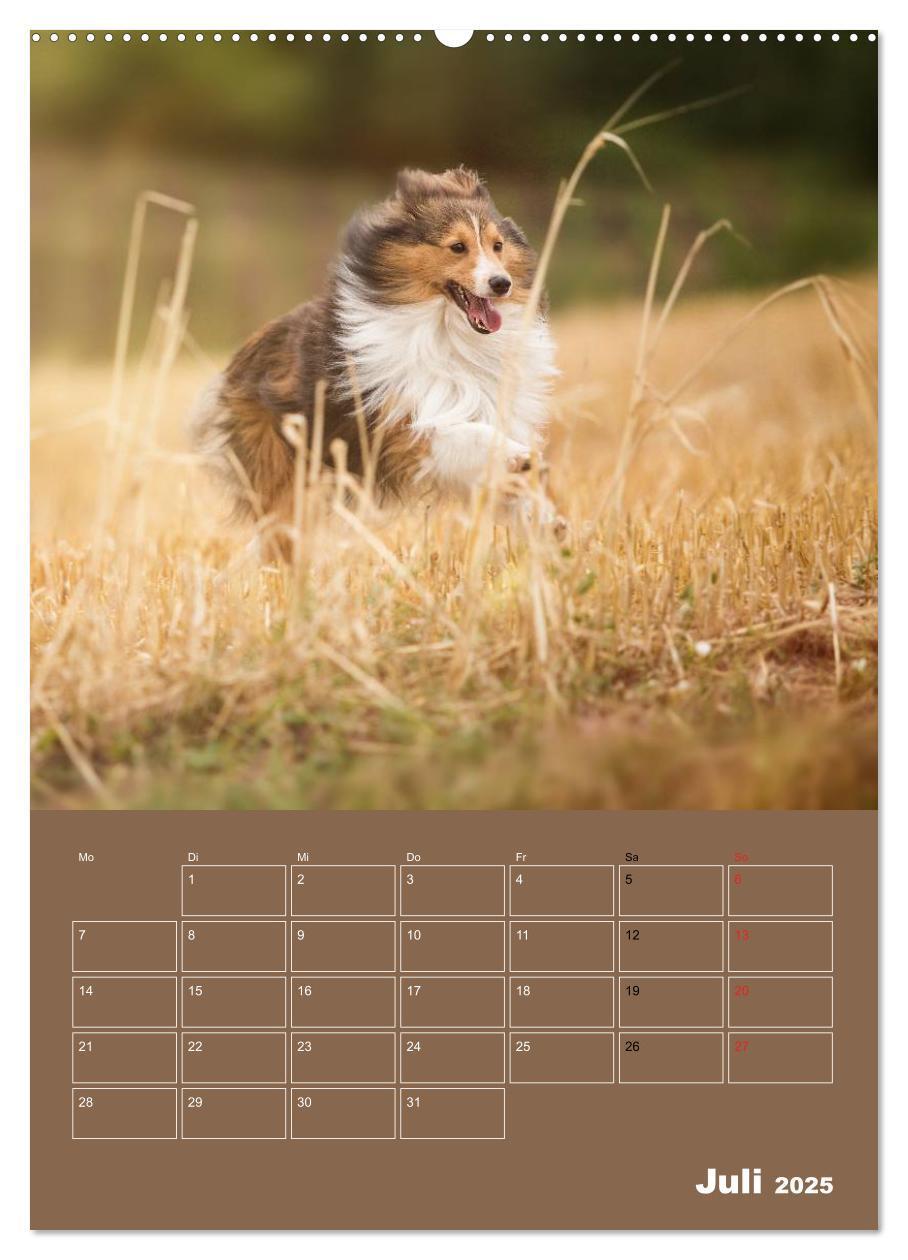 Bild: 9783457012536 | SHELTIES Herzensbrecher auf 4 Pfoten (Wandkalender 2025 DIN A2...