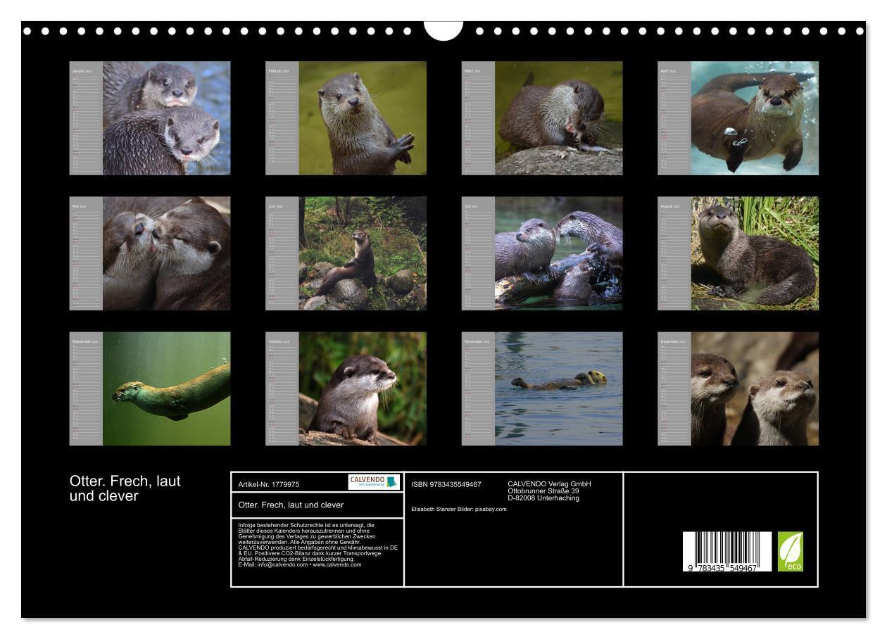 Bild: 9783435549467 | Otter. Frech, laut und clever (Wandkalender 2025 DIN A3 quer),...