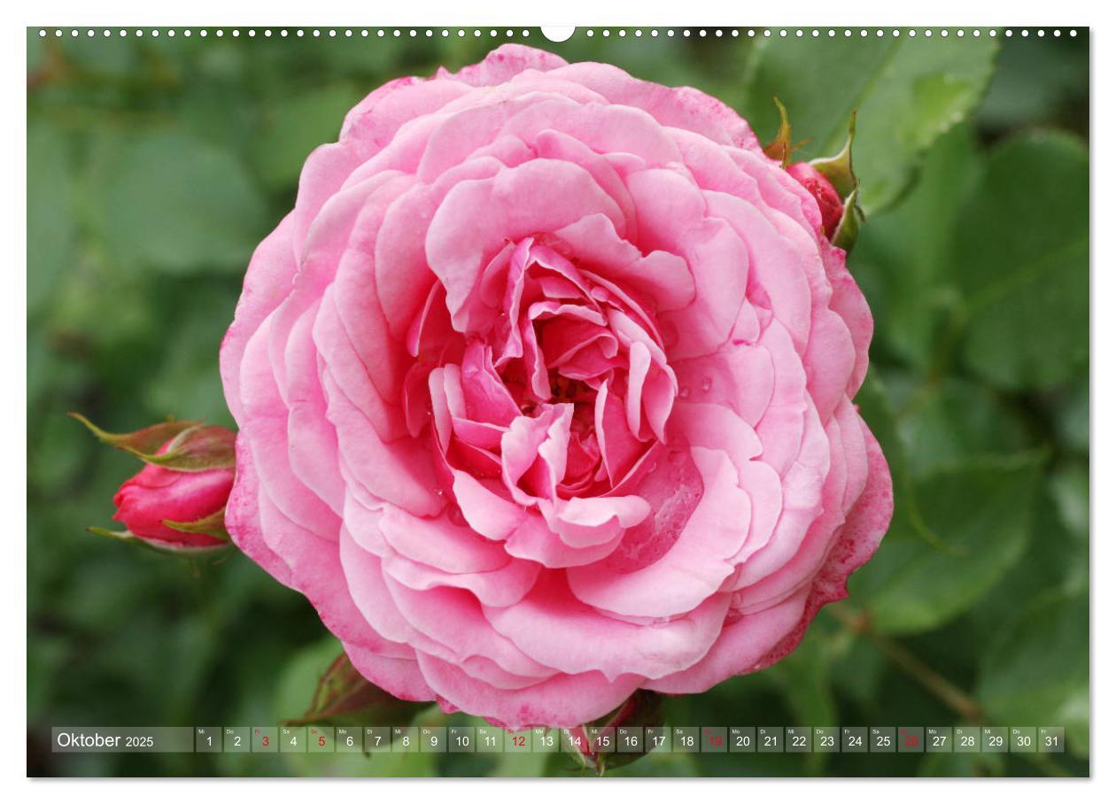 Bild: 9783435295258 | Stolze Rosen (Wandkalender 2025 DIN A2 quer), CALVENDO Monatskalender