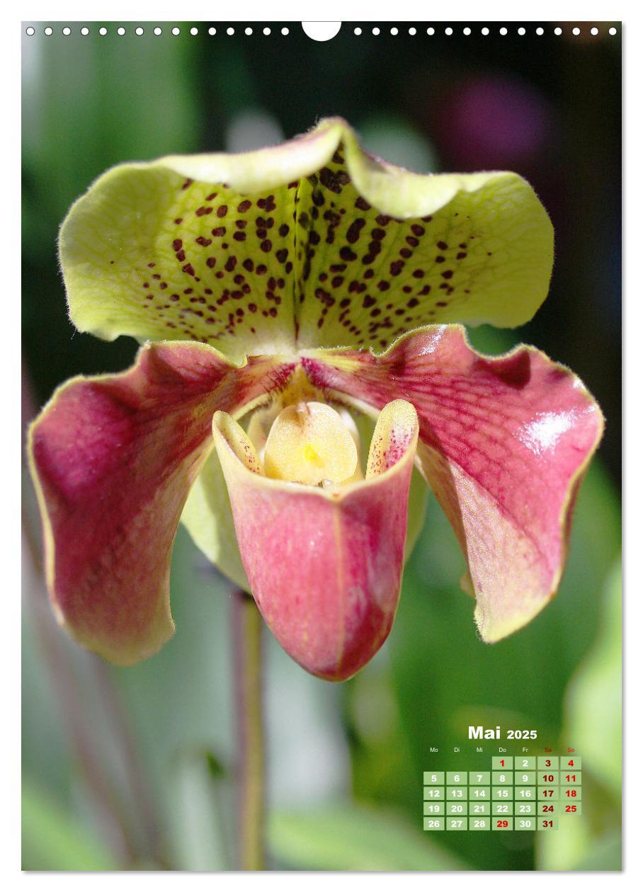 Bild: 9783435903313 | Traumhafte Orchideen (Wandkalender 2025 DIN A3 hoch), CALVENDO...