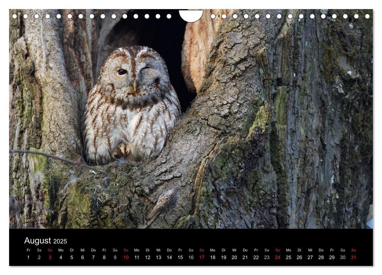 Bild: 9783435531264 | Waldkäuze, fotografiert in München (Wandkalender 2025 DIN A4 quer),...