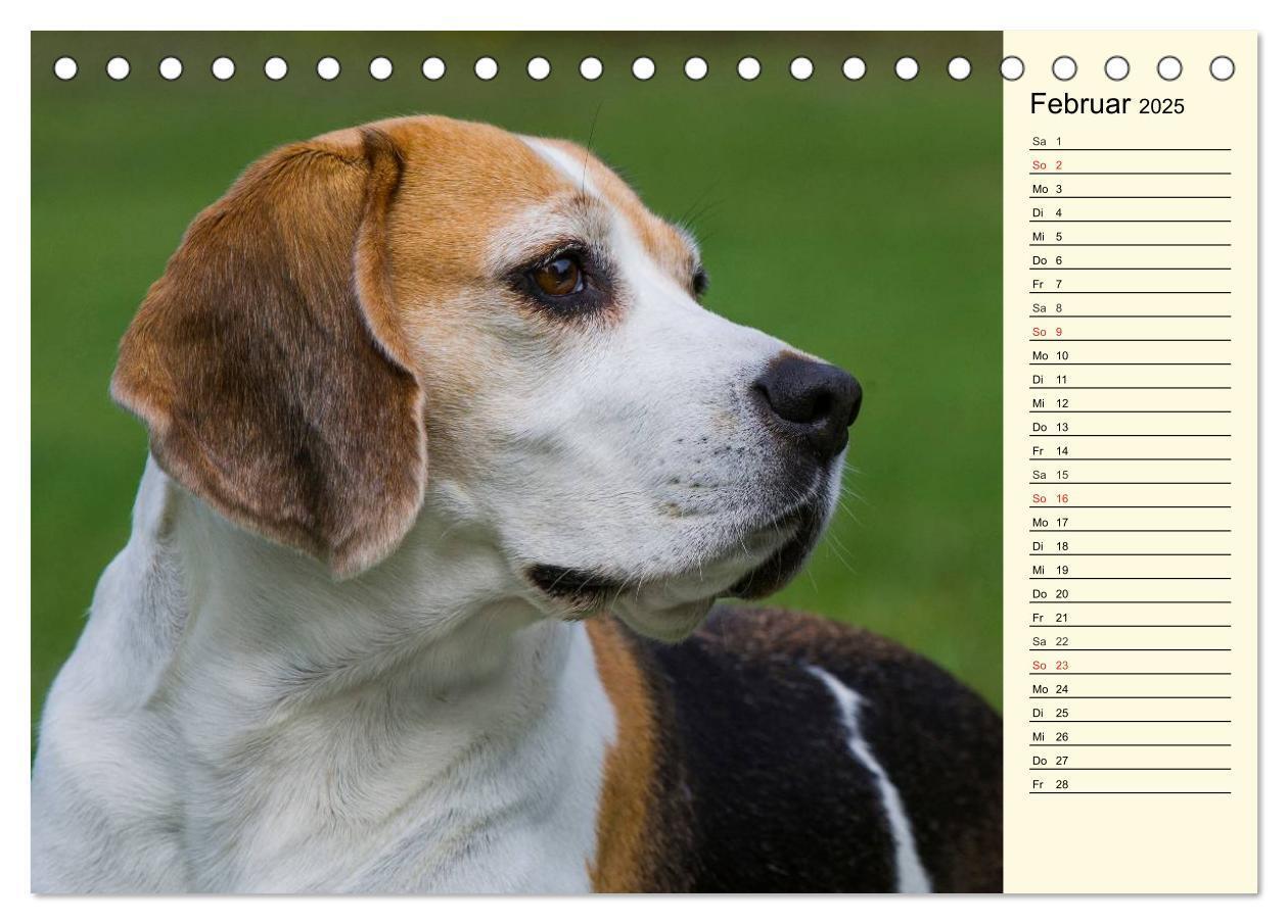 Bild: 9783435540396 | Beagle - Herz auf 4 Pfoten (Tischkalender 2025 DIN A5 quer),...