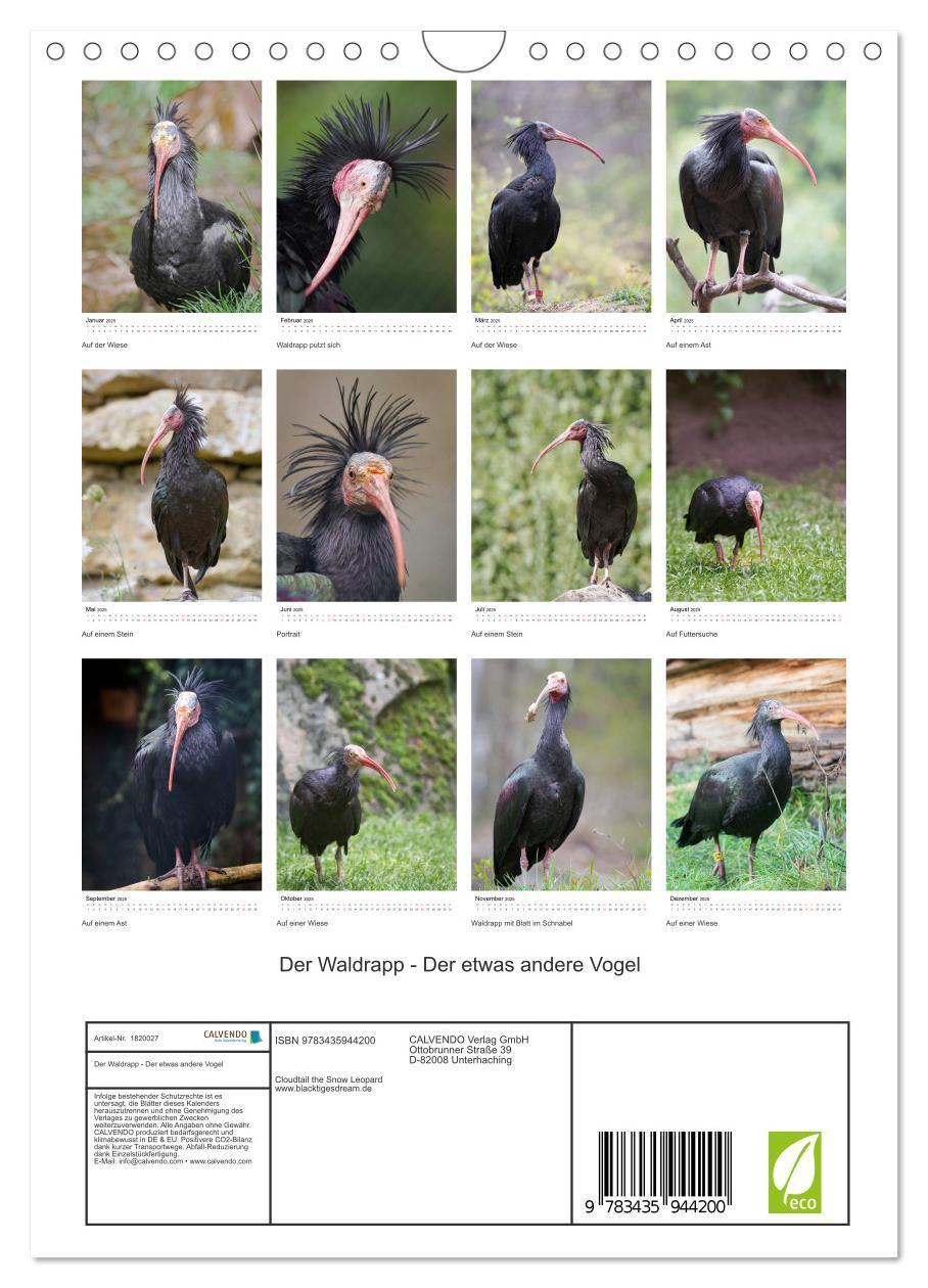 Bild: 9783435944200 | Der Waldrapp - Der etwas andere Vogel (Wandkalender 2025 DIN A4...