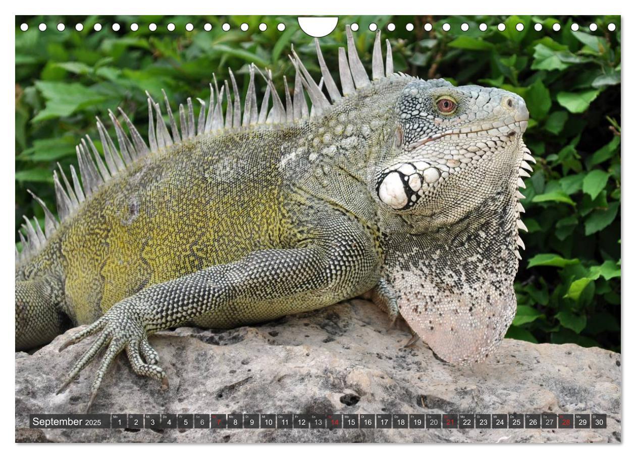 Bild: 9783435793471 | Wilde Fauna - Reptilien (Wandkalender 2025 DIN A4 quer), CALVENDO...