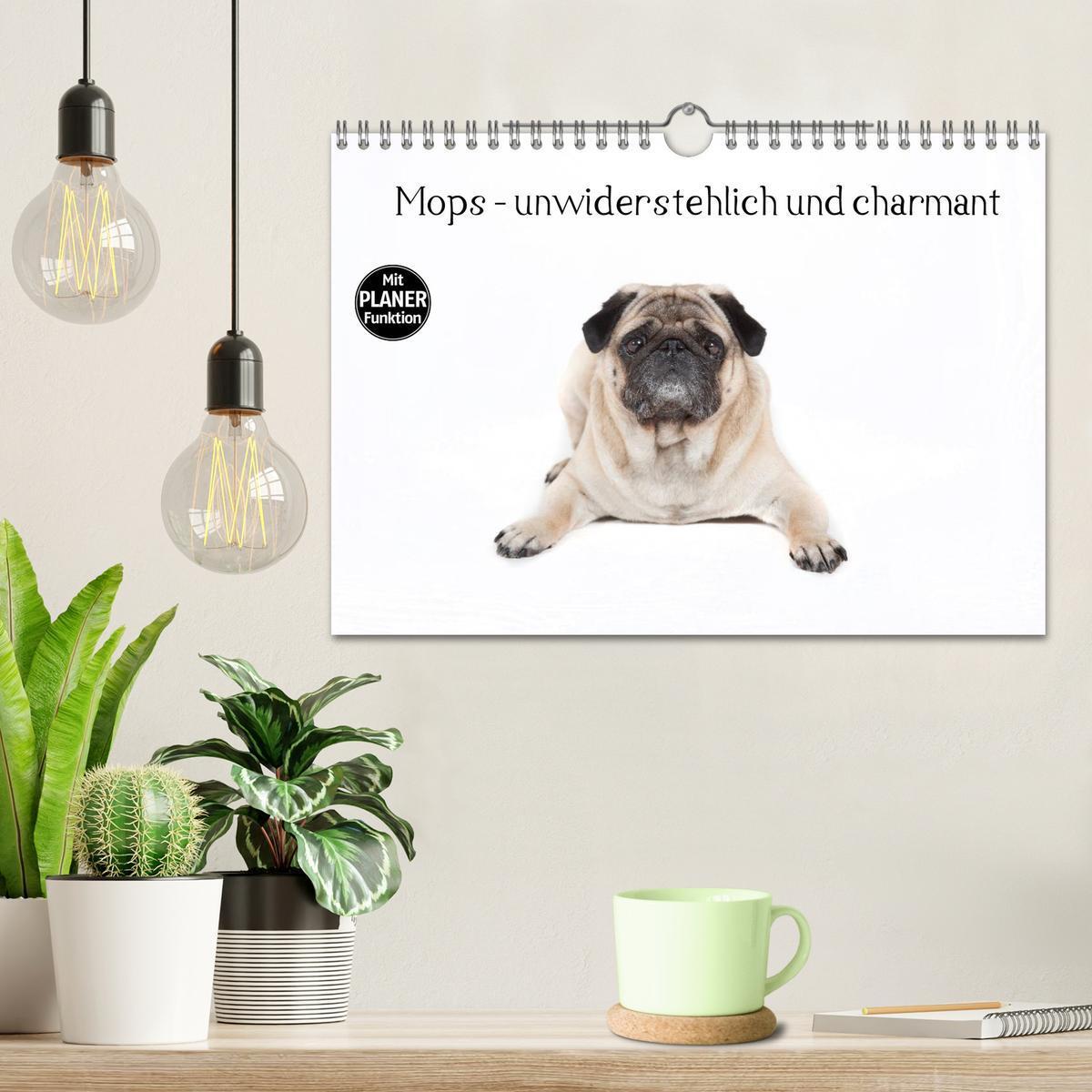 Bild: 9783435540709 | Mops - unwiderstehlich und charmant (Wandkalender 2025 DIN A4...