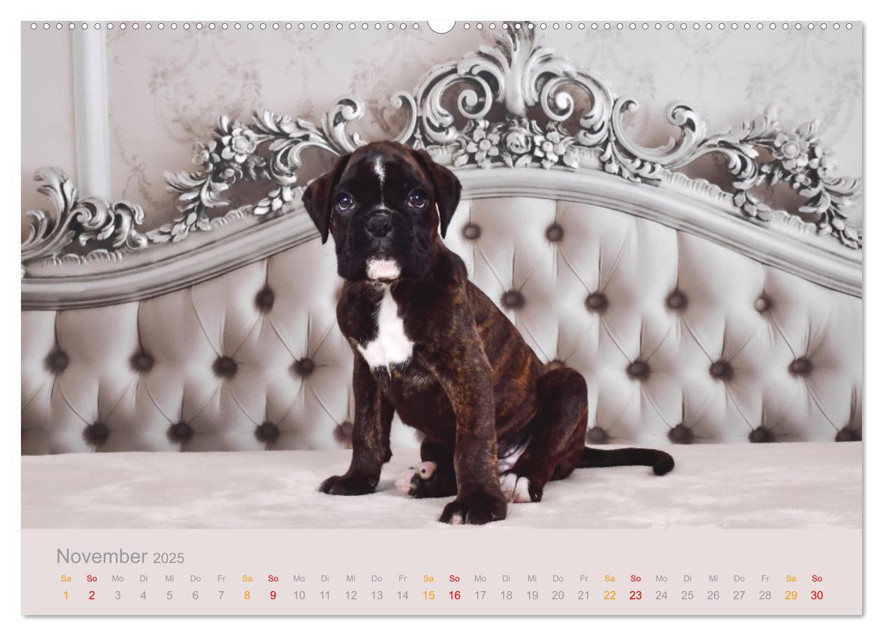 Bild: 9783457226254 | Boxer Welpen einfach zuckersüß (hochwertiger Premium Wandkalender...