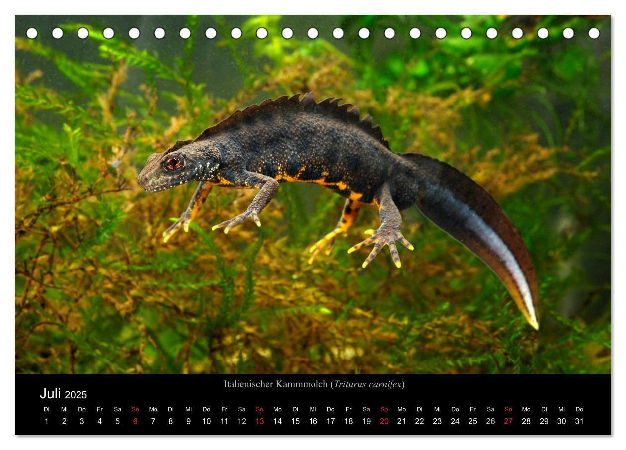 Bild: 9783435771431 | Salamander und Molche (Tischkalender 2025 DIN A5 quer), CALVENDO...