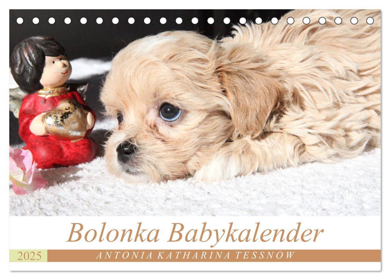 Cover: 9783435414871 | Bolonka Babykalender 2025 (Tischkalender 2025 DIN A5 quer),...