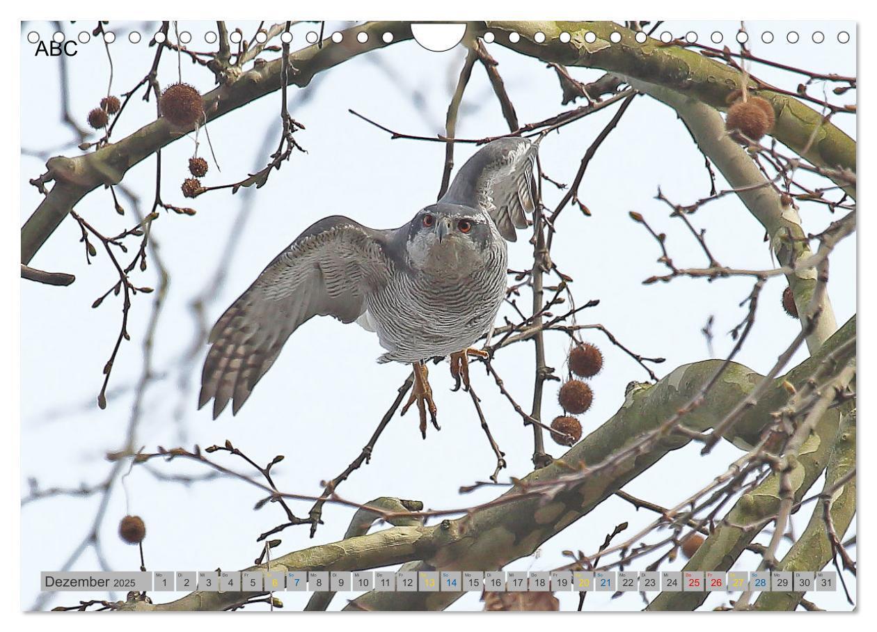 Bild: 9783383837128 | Habicht - aus dem Leben eines imposanten Greifvogels (Wandkalender...