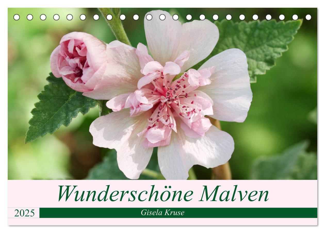 Cover: 9783435332342 | Wunderschöne Malven (Tischkalender 2025 DIN A5 quer), CALVENDO...