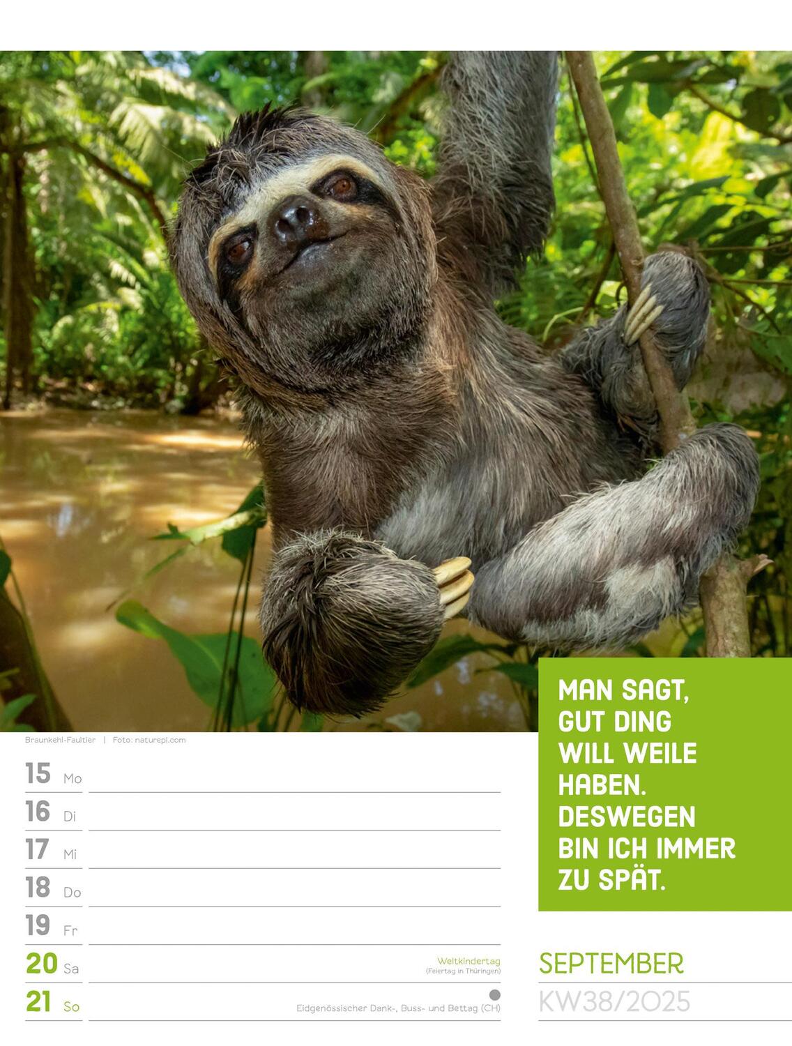 Bild: 9783838425962 | Tierisch! Sprüchekalender - Wochenplaner Kalender 2025 | Kunstverlag