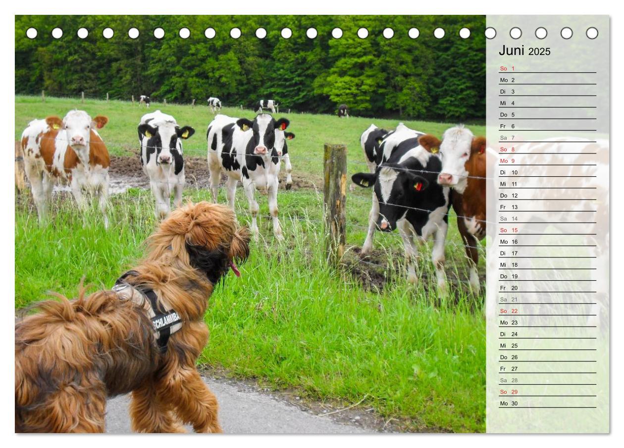 Bild: 9783435468775 | Der Briard 2025 - Ein echter Charmeur (Tischkalender 2025 DIN A5...