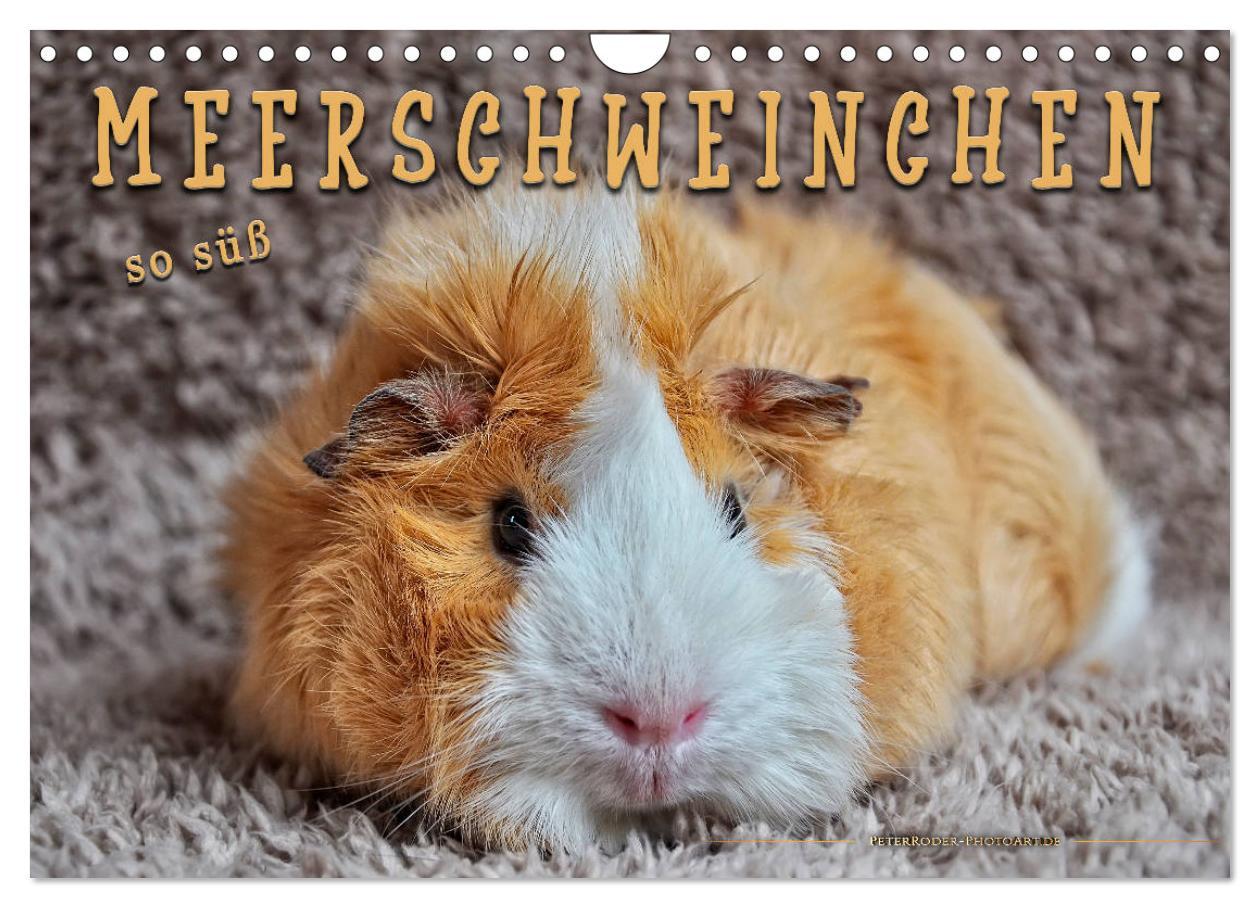 Cover: 9783435365272 | Meerschweinchen - so süß (Wandkalender 2025 DIN A4 quer), CALVENDO...