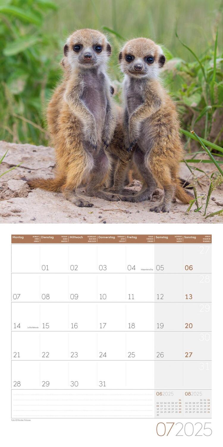 Bild: 9783838445328 | Erdmännchen Kalender 2025 - 30x30 | Ackermann Kunstverlag | Kalender