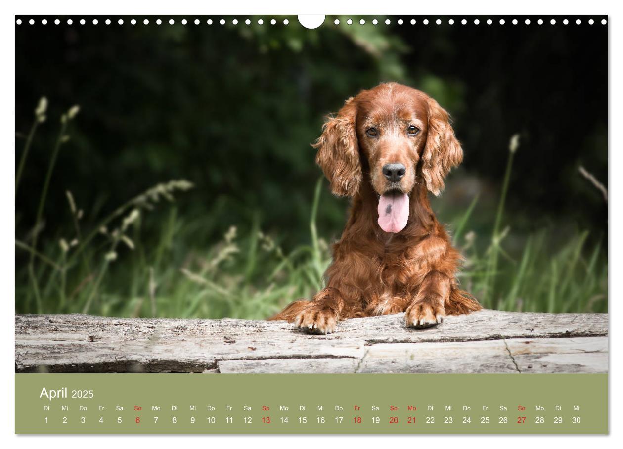 Bild: 9783435191727 | Setter - Geliebter Freund und Jagdkamerad (Wandkalender 2025 DIN A3...