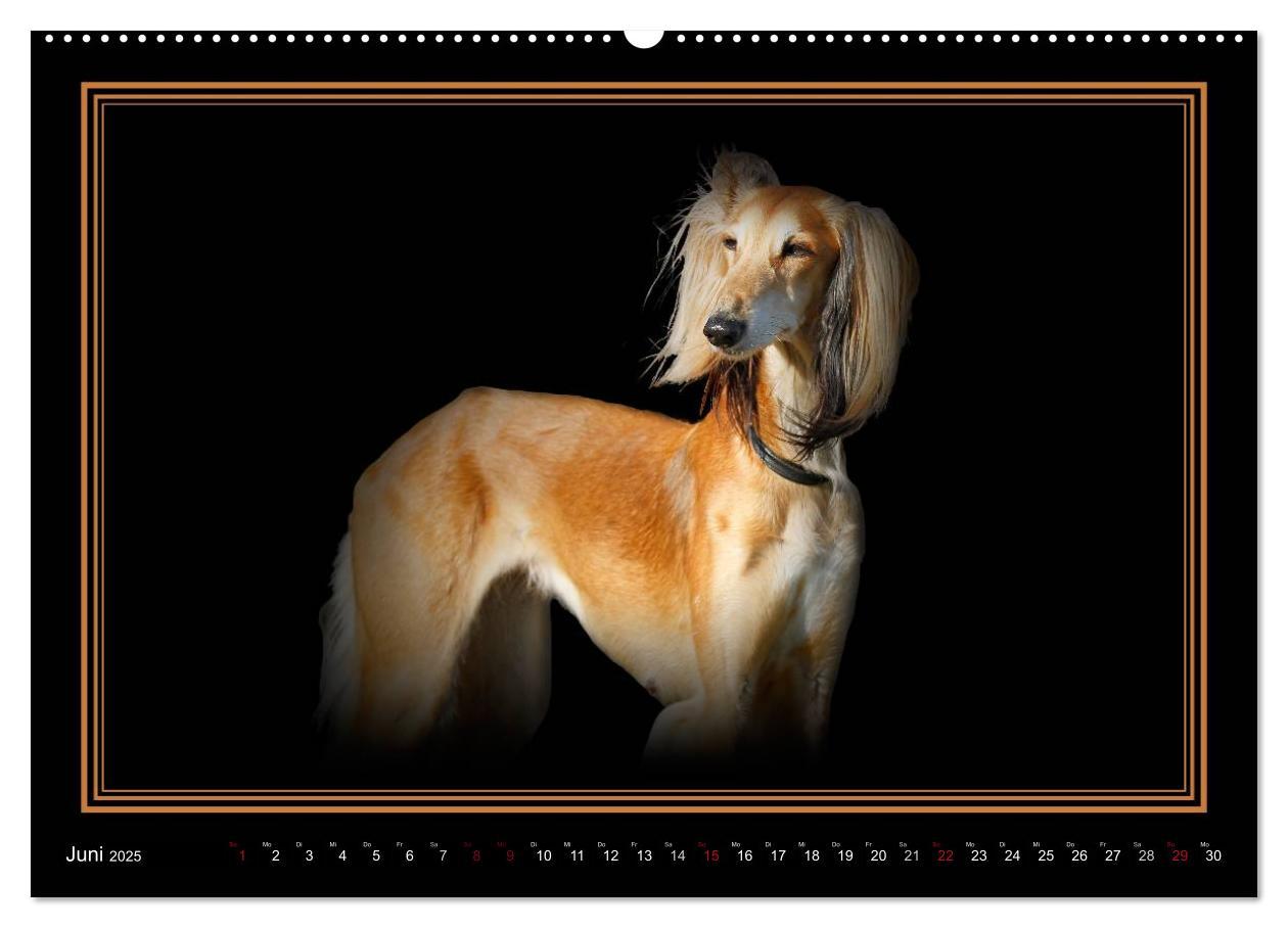 Bild: 9783383823886 | Saluki 2025 (Wandkalender 2025 DIN A2 quer), CALVENDO Monatskalender