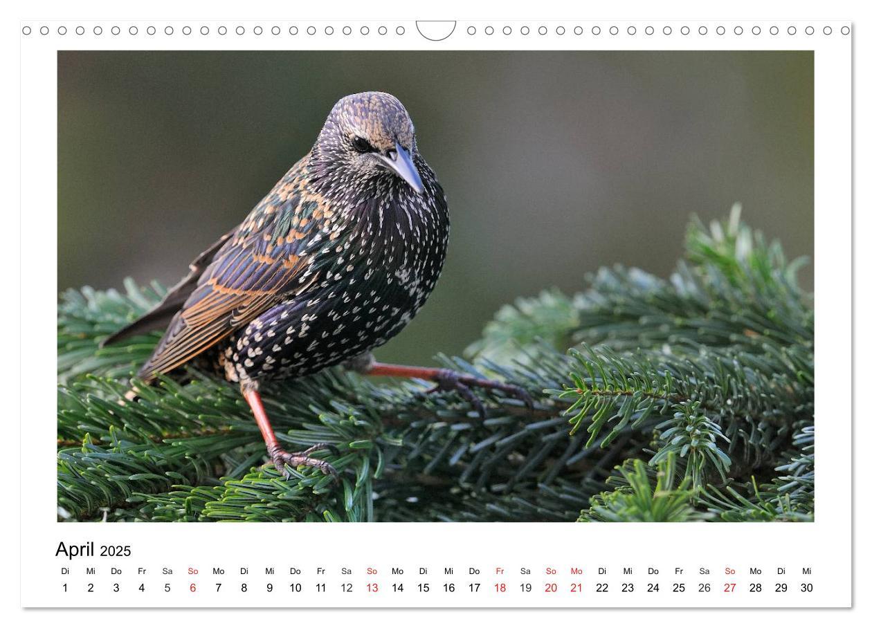 Bild: 9783435474677 | Heimische Gartenvögel - Gefiederte Freunde (Wandkalender 2025 DIN...