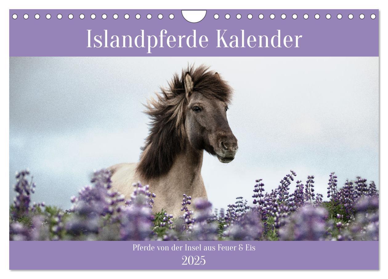 Cover: 9783383934476 | Islandpferde Kalender (Wandkalender 2025 DIN A4 quer), CALVENDO...